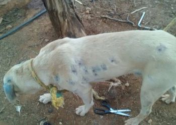 Vaqueiro já matou mais de 80 cães a tiros e com crueldade na Bahia, diz Ong