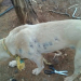 Vaqueiro já matou mais de 80 cães a tiros e com crueldade na Bahia, diz Ong
