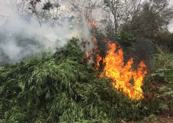 Trinta e cinco mil pés de maconha são incinerados em Abaré
