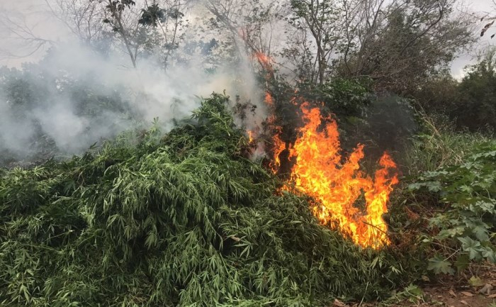 Trinta e cinco mil pés de maconha são incinerados em Abaré
