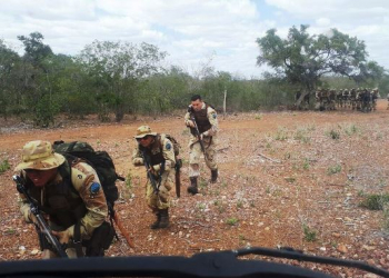 Polícia descobre plantação com 30 toneladas de maconha no Norte da Bahia