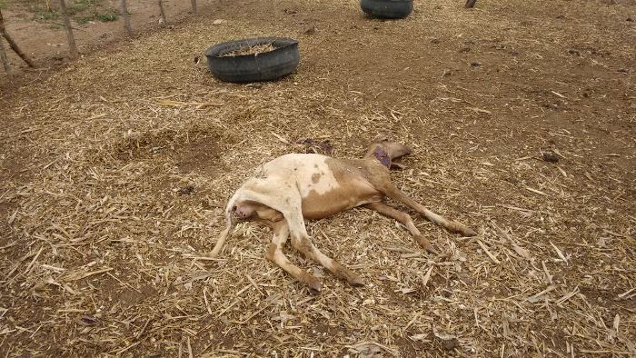 Homem é encontrado morto em propriedade rural. A suspeita que o mesmo tenha sido vítima de latrocínio