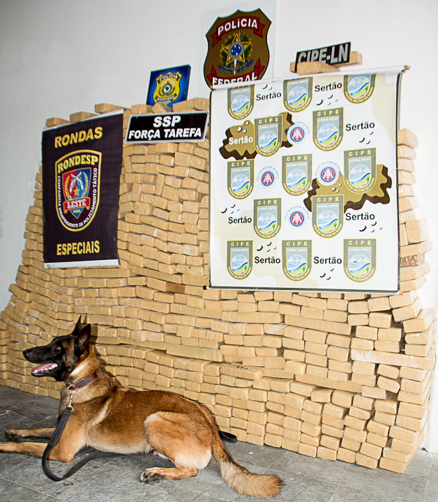 Motorista de carreta com placa de Coité apreendida com mais de 800 kg de maconha disse que receberia R$ 15 mil pelo transporte da droga