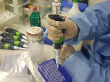 Testes indicam que vacina contra zika pode prevenir a transmissão na gravidez