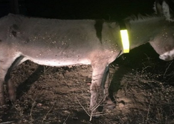 PE: deputado cria sinalizadores de jumento para evitar acidentes