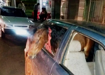 MG – Homem embriagado é preso após levar cavalo para passear dentro de carro