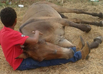 Menino consola burro abandonado após acidente