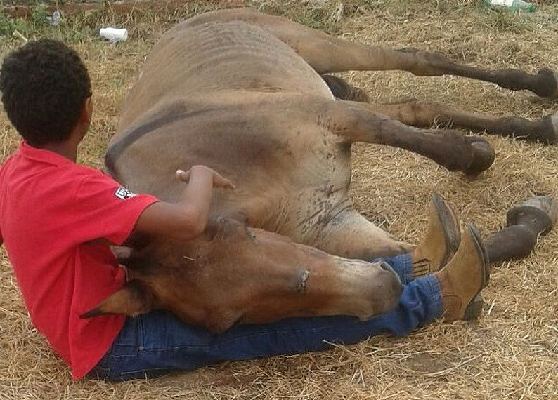Menino consola burro abandonado após acidente