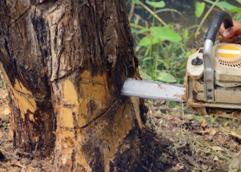 Homem morre após árvore cair sobre seu corpo enquanto usava motoserra