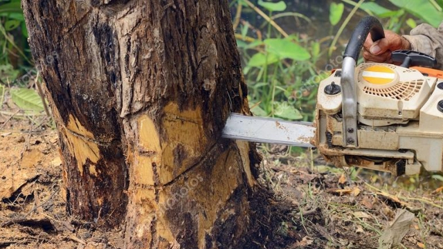 Homem morre após árvore cair sobre seu corpo enquanto usava motoserra