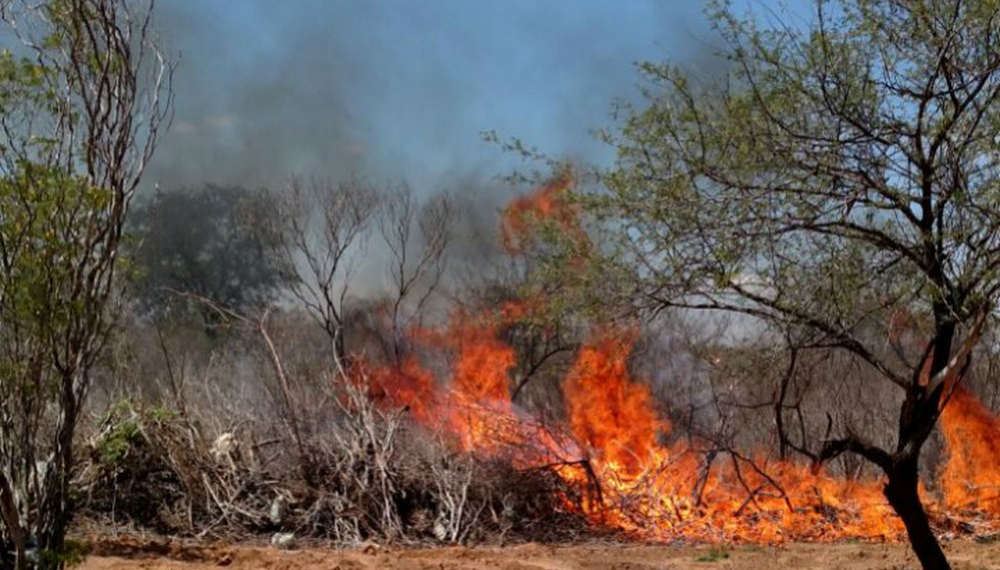 Quatro mil pés de maconha são incinerados em operação da polícia em Juazeiro