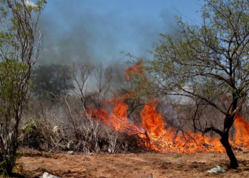 Quatro mil pés de maconha são incinerados em operação da polícia em Juazeiro