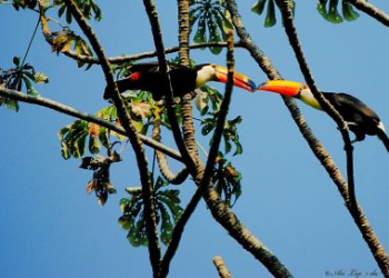 Tucanos já admitem ficar de fora da chapa de ACM Neto em 2018
