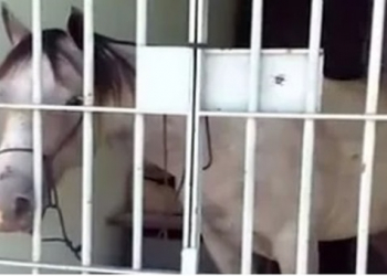 SE: cavalo é “preso” pela PM após dar coice em carro e passa a noite em delegacia