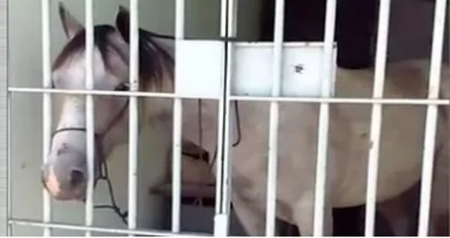 SE: cavalo é “preso” pela PM após dar coice em carro e passa a noite em delegacia