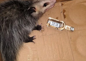 Gambá invade loja de bebidas na Flórida e se embriaga de whisky