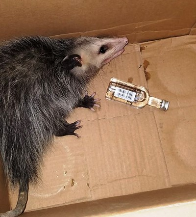 Gambá invade loja de bebidas na Flórida e se embriaga de whisky