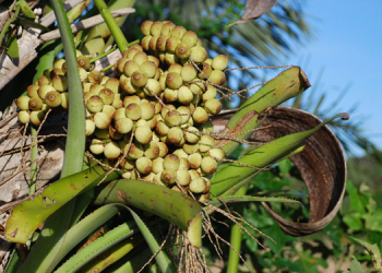 Alba torna Licuri, Ariri e Umbu patrimônios bioculturais e garante direitos a alunos das escolas agrícolas