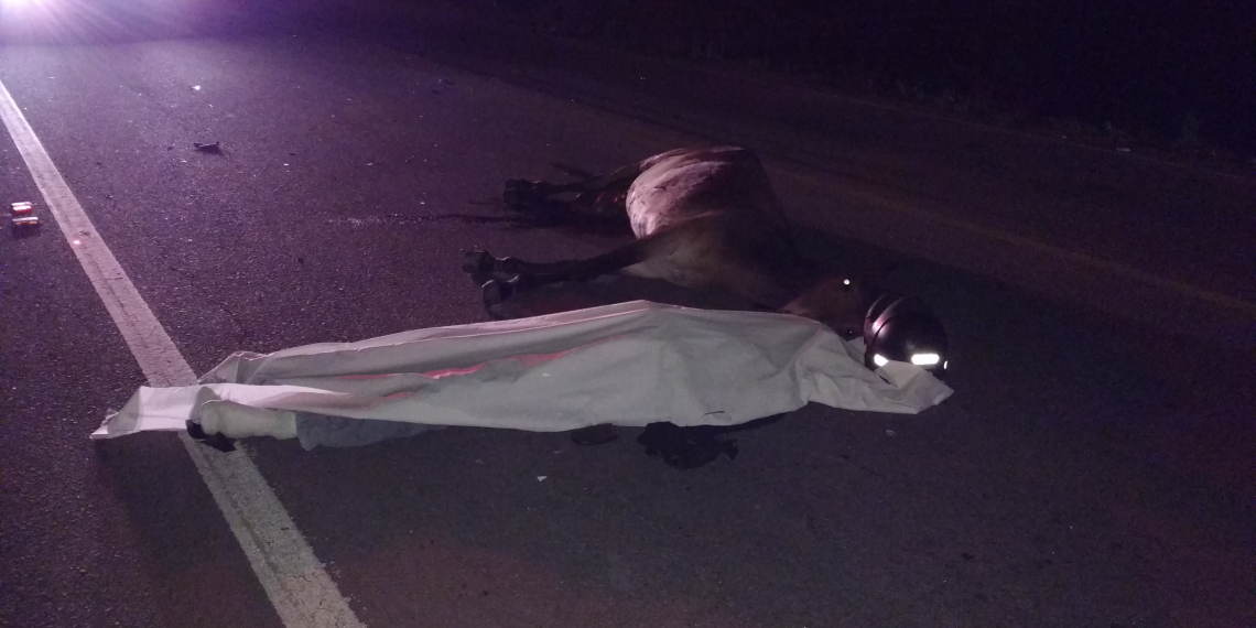 Motociclista morre na hora ao colidir com animal na BR 407