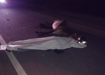 Motociclista morre na hora ao colidir com animal na BR 407