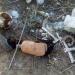 Restos mortais são encontrados ao lado de prótese de perna na zona rural de Araci