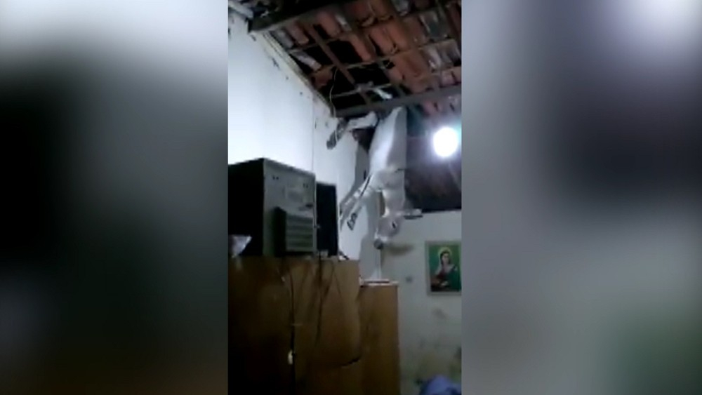 PB – Jumento sobe em telhado de casa em Cajazeiras; veja o vídeo
