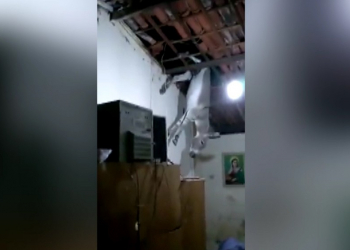 PB – Jumento sobe em telhado de casa em Cajazeiras; veja o vídeo
