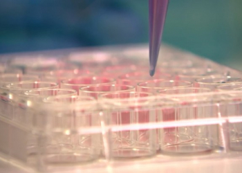 Pesquisa comprova que vírus da Zika mata células cancerígenas do cérebro