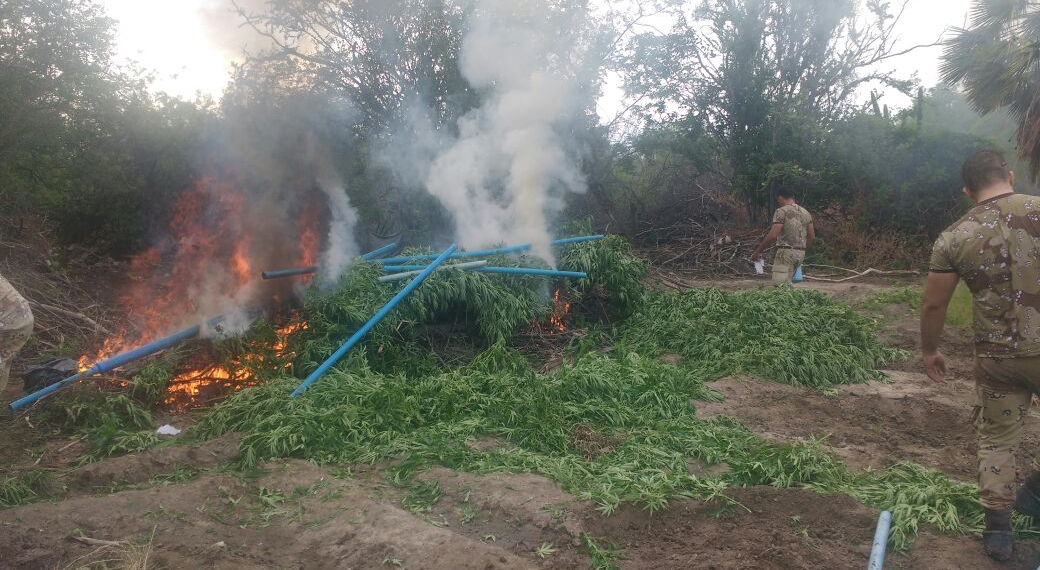 Cipe/Caatinga erradica cerca de 19 mil pés de maconha