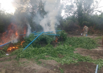 Cipe/Caatinga erradica cerca de 19 mil pés de maconha