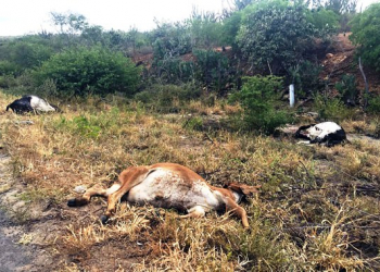 Motorista atropela e mata oito bezerros na BA 120