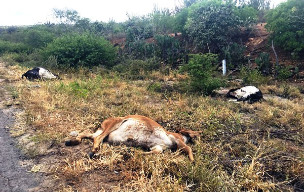 Motorista atropela e mata oito bezerros na BA 120