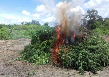 Operação Sertão Seguro erradica mais de 25 mil pés de maconha em Abaré