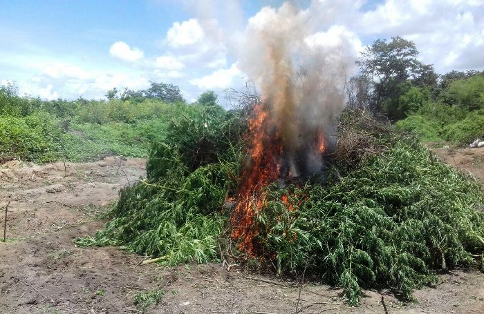 Operação Sertão Seguro erradica mais de 25 mil pés de maconha em Abaré