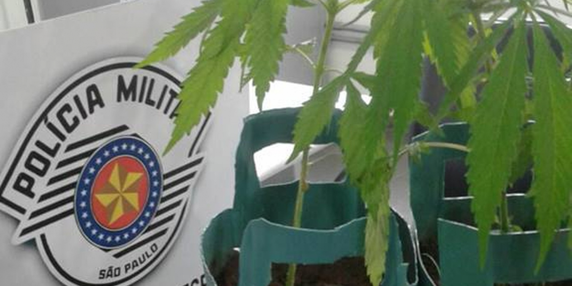 SP – Pacientes são detidos por cultivo de maconha em quarto de hospital