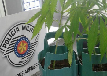 SP – Pacientes são detidos por cultivo de maconha em quarto de hospital