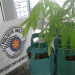 SP – Pacientes são detidos por cultivo de maconha em quarto de hospital