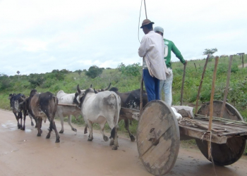 Colisão envolvendo automóvel e carro de boi mata idoso e deixa esposa gravemente ferida na BA 375