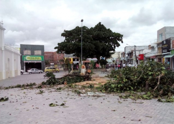 Coité – Derrubada de árvores na Praça da Matriz gera polêmica