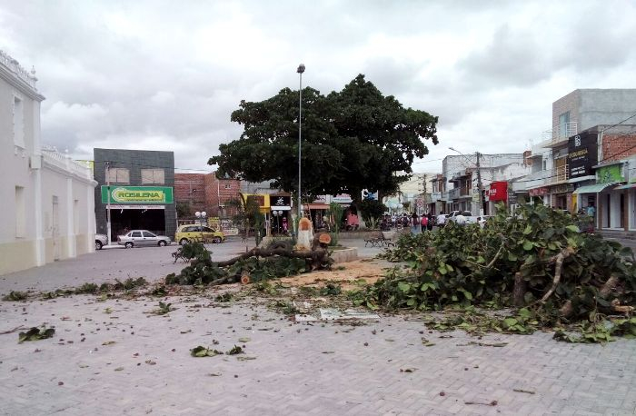 Coité – Derrubada de árvores na Praça da Matriz gera polêmica
