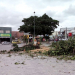 Coité – Derrubada de árvores na Praça da Matriz gera polêmica