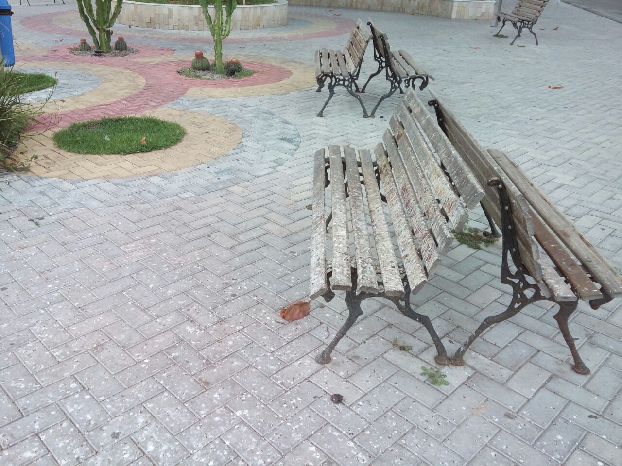 Coité – Derrubada de árvores na Praça da Matriz gera polêmica