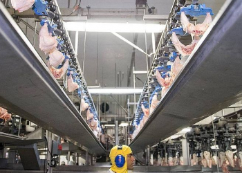 UE proíbe 20 frigoríficos brasileiros de exportar frango