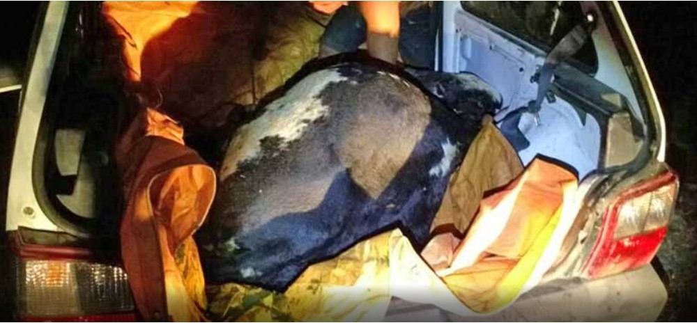 SP – Dois homens são presos em flagrante com quatro vacas furtadas dentro de Uno