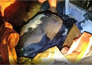 SP – Dois homens são presos em flagrante com quatro vacas furtadas dentro de Uno