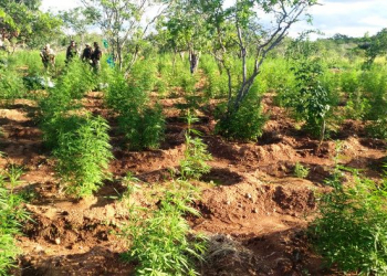 PM descobre e erradica 40 mil pés de maconha em Abaré; um suspeito morre em confronto