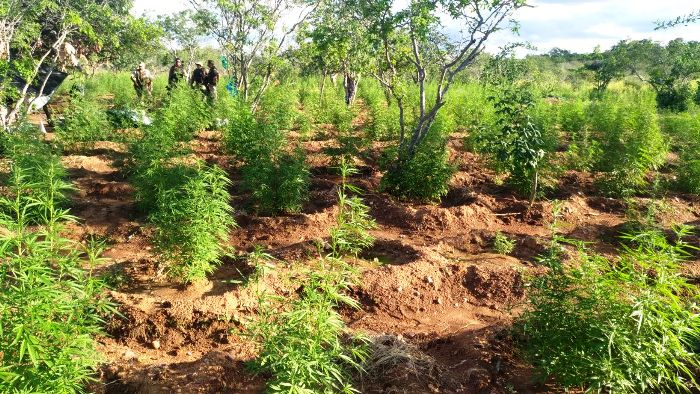 PM descobre e erradica 40 mil pés de maconha em Abaré; um suspeito morre em confronto