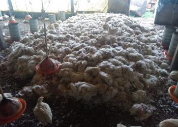 Milhares de aves morrem em criadouros da região de Feira de Santana