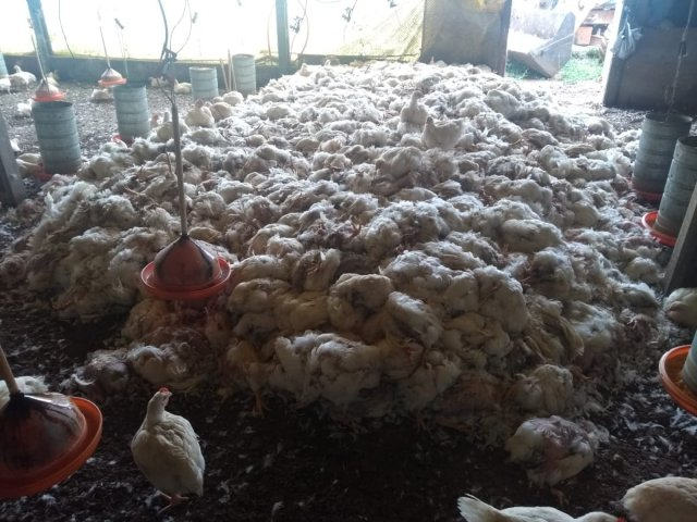 Milhares de aves morrem em criadouros da região de Feira de Santana