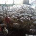 Milhares de aves morrem em criadouros da região de Feira de Santana